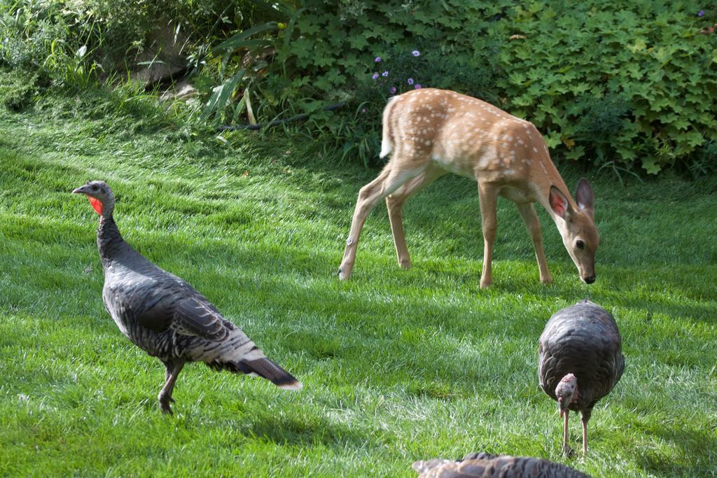 Windborne Bed & Breakfast Castlegar Buitenkant foto