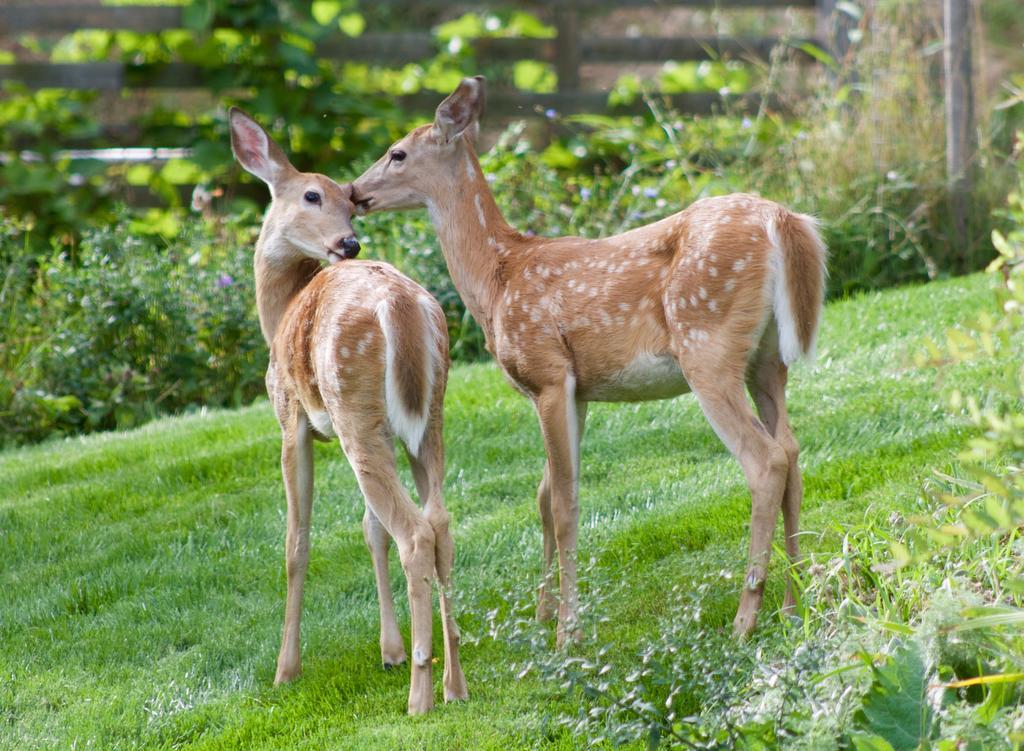 Windborne Bed & Breakfast Castlegar Buitenkant foto
