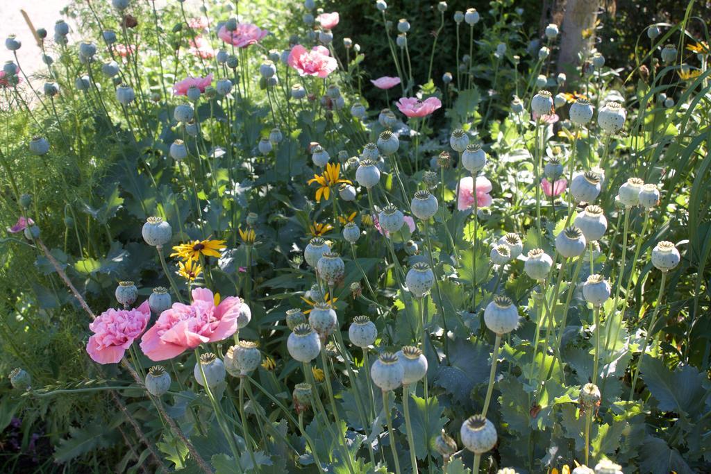 Windborne Bed & Breakfast Castlegar Buitenkant foto